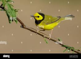 Image result for Wilsonia citrina