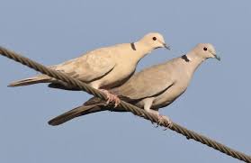 Attēlu rezultāti vaicājumam “Streptopelia decaocto”