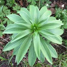 Attēlu rezultāti vaicājumam “Lilium martagon leaf”