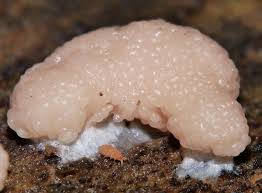 Attēlu rezultāti vaicājumam “Tubiferaceae”