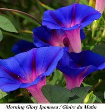 Attēlu rezultāti vaicājumam “Convolvulaceae”