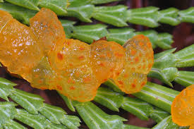 Attēlu rezultāti vaicājumam “Pucciniales”