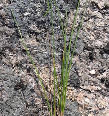 Attēlu rezultāti vaicājumam “Deschampsia flexuosa bud”