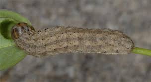 Attēlu rezultāti vaicājumam “Agrotis exclamationis”