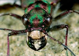 Attēlu rezultāti vaicājumam “Cicindela campestris”