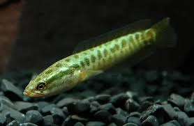 Image result for Channa argus