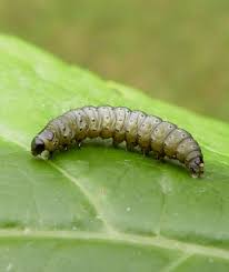 Attēlu rezultāti vaicājumam “Depressaria olerella imago”