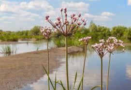 Attēlu rezultāti vaicājumam “Butomaceae”