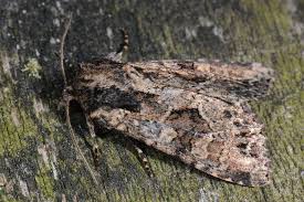 Attēlu rezultāti vaicājumam “Apamea remissa”