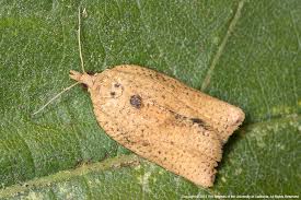 Attēlu rezultāti vaicājumam “Badhamiopsis ainoae macro”