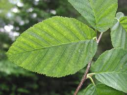 Attēlu rezultāti vaicājumam “Betula alleghaniensis”