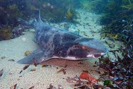 Image result for Cephaloscyllium laticeps