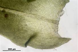 Attēlu rezultāti vaicājumam “Anomodon attenuatus”