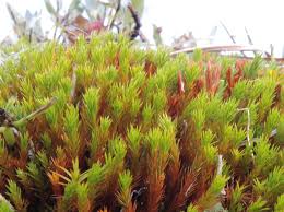 Attēlu rezultāti vaicājumam “Polytrichum strictum”