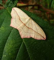 Attēlu rezultāti vaicājumam “Timandra comae”