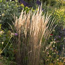 Attēlu rezultāti vaicājumam “Calamagrostis purpurea flower”