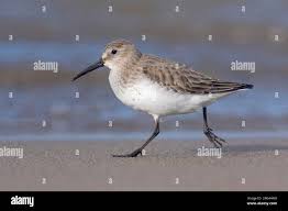 Attēlu rezultāti vaicājumam “Calidris alpina”