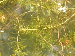 Attēlu rezultāti vaicājumam “Myriophyllum spicatum”