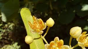Attēlu rezultāti vaicājumam “Tilia tomentosa flower”