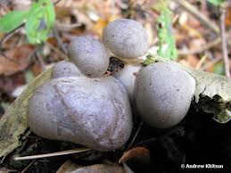 Attēlu rezultāti vaicājumam “Lycogala confusum macro”