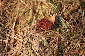 Attēlu rezultāti vaicājumam “Pucciniastrum areolatum”