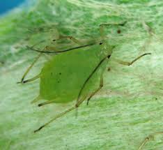 Attēlu rezultāti vaicājumam “Uroleucon cirsii”