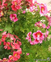 Image result for Schizanthus