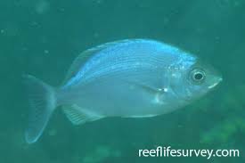 Image result for Pachymetopon grande