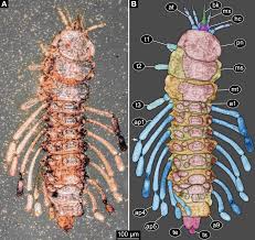 Attēlu rezultāti vaicājumam “Meloe sp. larva”