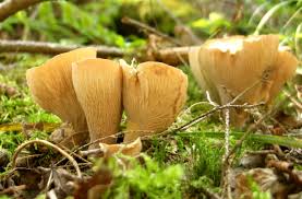 Attēlu rezultāti vaicājumam “Gomphus clavatus”