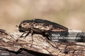 Attēlu rezultāti vaicājumam “Chalcophora mariana”