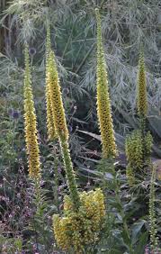 Image result for Digitalis ferruginea