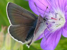 Attēlu rezultāti vaicājumam “Eumedonia eumedon underside”
