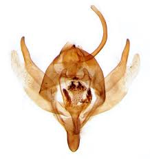 Attēlu rezultāti vaicājumam “Xanthorhoe spadicearia”