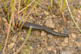 Attēlu rezultāti vaicājumam “Haemopis sanguisuga”