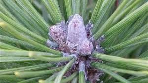 Attēlu rezultāti vaicājumam “Pinus mugo fruit”