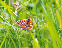 Attēlu rezultāti vaicājumam “Euphydrias aurinia underside”