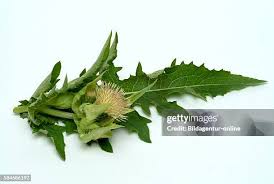 Attēlu rezultāti vaicājumam “Cirsium oleraceum leaf”