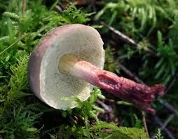 Attēlu rezultāti vaicājumam “Xerocomus pruinatus”