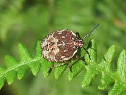 Attēlu rezultāti vaicājumam “Carpocoris sp.”