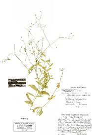 Attēlu rezultāti vaicājumam “Stellaria longifolia”