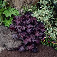 Image result for HEUCHERA americana 'Palace Purple Auslese'
