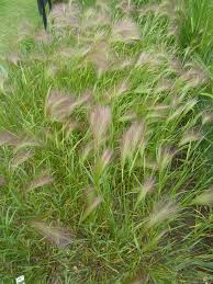 Attēlu rezultāti vaicājumam “Gramineae”