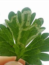 Attēlu rezultāti vaicājumam “Phytomyza minuscula”