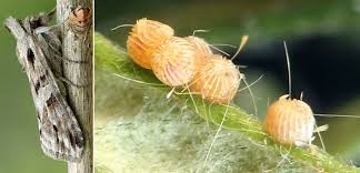 Attēlu rezultāti vaicājumam “Cucullia fraudatrix”