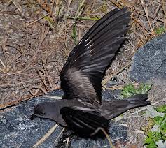 Image result for Oceanodroma monorhis