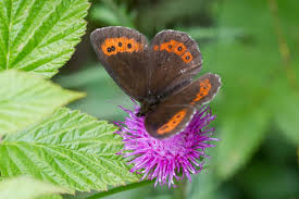 Attēlu rezultāti vaicājumam “Erebia ligea”