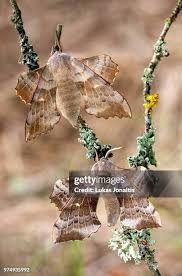 Attēlu rezultāti vaicājumam “Laothoe populi imago”