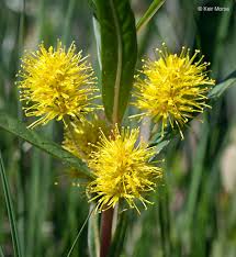 Attēlu rezultāti vaicājumam “Lysimachia thyrsiflora”