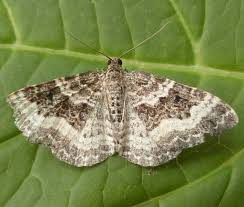 Attēlu rezultāti vaicājumam “Epirrhoe alternata”